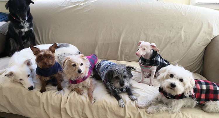 Animal Care & Vet School for Kids in Westport CT Animal Care & Vet School for Kids in Westport CT